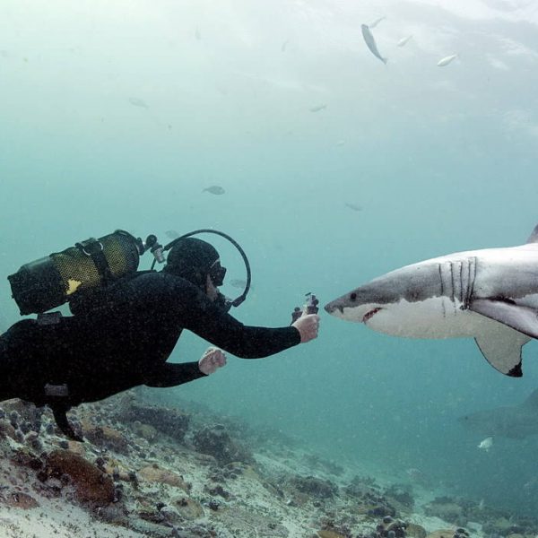 “Akonáhle začneš potápať so žralokmi, zmeníš k nim svoj postoj.” (rozhovor s JP Bothom)