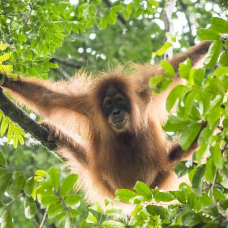 Tomas Smatrala - Orangutan, Sumatra, Indonezia