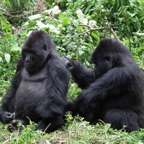 07.Gorily vo Rwande