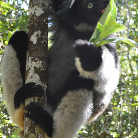 Cavojska Lenka - Madagaskar (5)