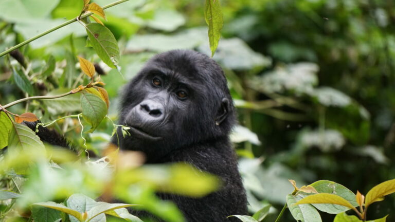Veronika Kapcová Balážiová – Uganda – po stopách horských goríl